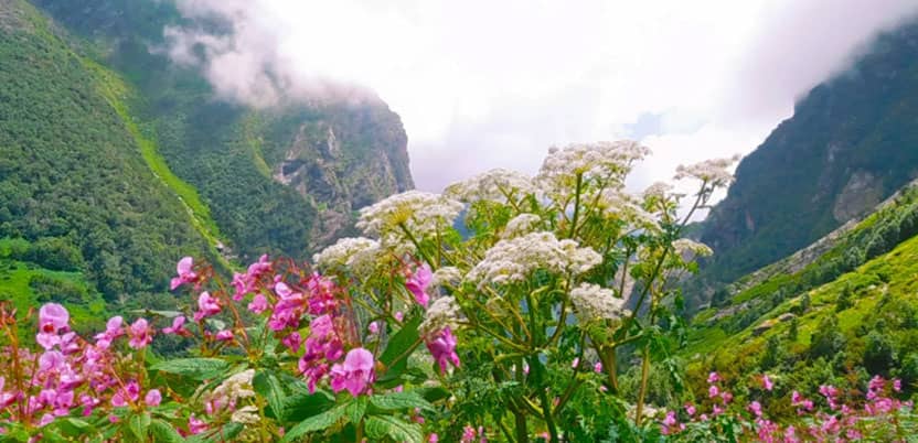 Valley of Flowers
